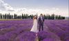 青岛薰衣草婚礼照片袭击者让您的照片美丽的新高度
