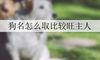 狗名怎么取比较旺主人