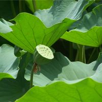 莲花种子的梦想