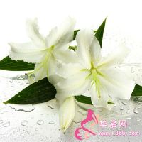 鲜花透视职业生涯