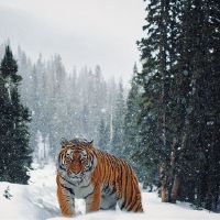 1998年,老虎人将被强化。