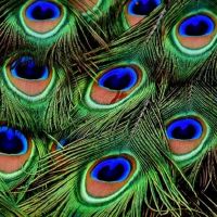孔雀羽毛'风水(孔雀和风水之间的关系)