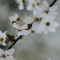 品种巫婆巫婆一周星座(4.18-4.24)