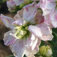 今天的疯狂月亮星座2022年5月15日