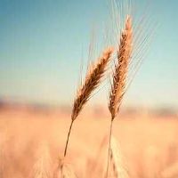 家里阳台可以种芭乐树吗 会影响风水吗