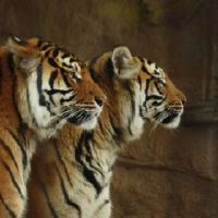 2022本运年女虎的贵人相助