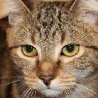 2022年属虎两喜压身