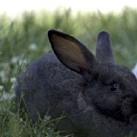 属相兔2022年全年度运势男