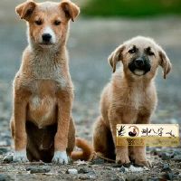 狗遇兔就能富是什么意思