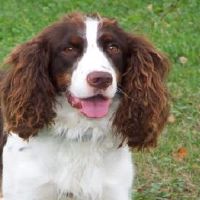 1994年属狗2022年结婚怎么样