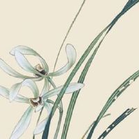 办公室最旺财的十种花 公司当中宜放金元宝