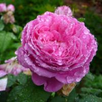 双鱼座男生喜欢你想和你结婚会有什么表现